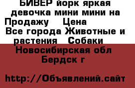 БИВЕР йорк яркая девочка мини мини на Продажу! › Цена ­ 45 000 - Все города Животные и растения » Собаки   . Новосибирская обл.,Бердск г.